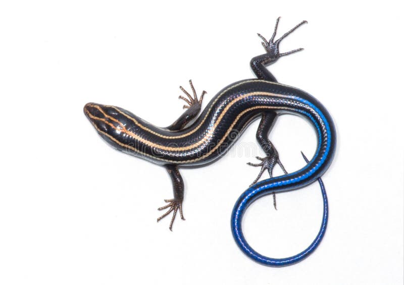 Photograph of a blue tailed Five-striped Skink isolated against a white background. Photograph of a blue tailed Five-striped Skink isolated against a white background.