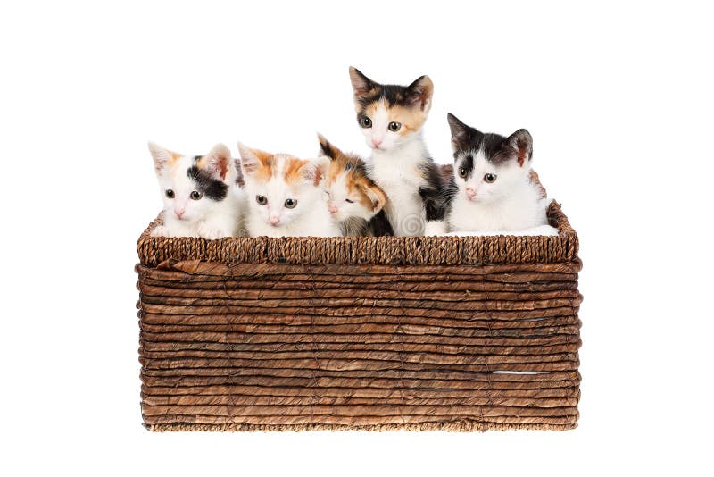 Vijf katjes die van het twee maanden oud leuke en grappige calico in een rieten die mand zitten, op witte achtergrond wordt geïso stock afbeeldingen Vijf katjes die van het twee maanden oud leuke en grappige calico in een rieten die mand zitten, op witte achtergrond wordt geïso stock afbeeldingen
