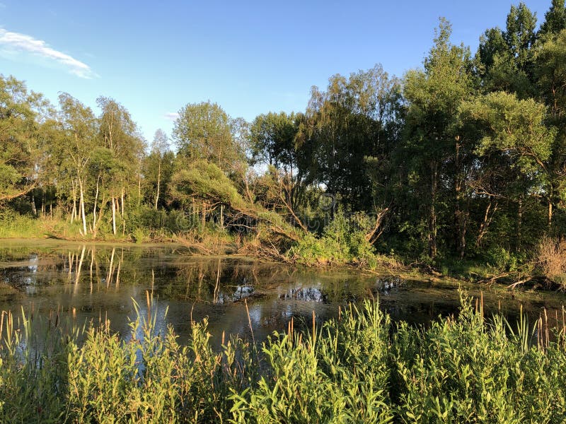 Vijver, water, bos, aard, de zomer, moeras, blauwe hemel stock afbeelding Vijver, water, bos, aard, de zomer, moeras, blauwe hemel stock afbeelding