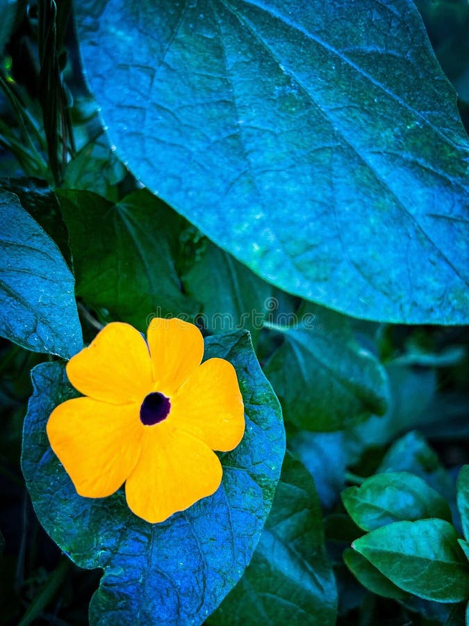 Viktig svart ögonvitad sudanblomma under gröna blad royaltyfri foto