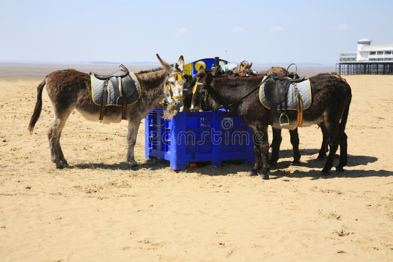 Beach donkeys resting and having a meal break on Weston Super Mare beach, the donkeys are a popular attraction in the resort, giving holidaymakers rides along the beach. Beach donkeys resting and having a meal break on Weston Super Mare beach, the donkeys are a popular attraction in the resort, giving holidaymakers rides along the beach