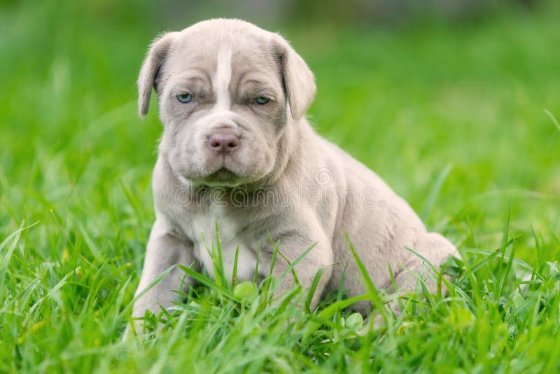 Portrait Of Neapolitan Mastiff Female Puppy Resting On Grass. Portrait Of Neapolitan Mastiff Female Puppy Resting On Grass