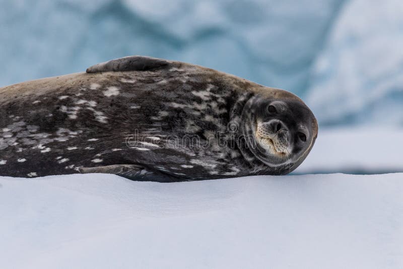 Close-up of a Weddell seal -Leptonychotes weddellii- resting on a small iceberg near Cuverville Island on the Antarctic peninsula. Close-up of a Weddell seal -Leptonychotes weddellii- resting on a small iceberg near Cuverville Island on the Antarctic peninsula