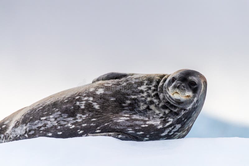 Close-up of a Weddell seal -Leptonychotes weddellii- resting on a small iceberg near Cuverville Island on the Antarctic peninsula. Close-up of a Weddell seal -Leptonychotes weddellii- resting on a small iceberg near Cuverville Island on the Antarctic peninsula