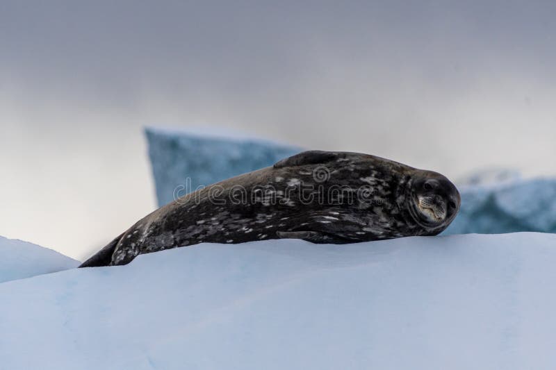 Close-up of a Weddell seal -Leptonychotes weddellii- resting on a small iceberg near Cuverville Island on the Antarctic peninsula. Close-up of a Weddell seal -Leptonychotes weddellii- resting on a small iceberg near Cuverville Island on the Antarctic peninsula
