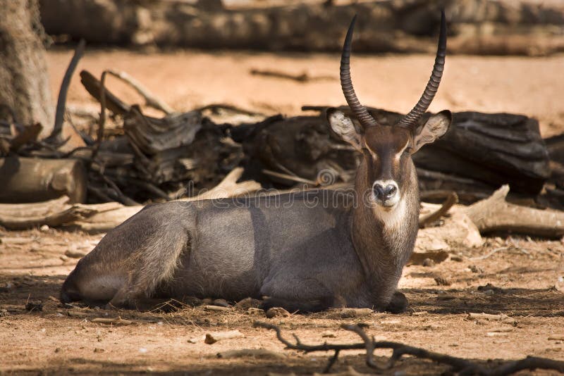 Waterbuck antelope resting, Kobus ellipsiprymnus. Waterbuck antelope resting, Kobus ellipsiprymnus