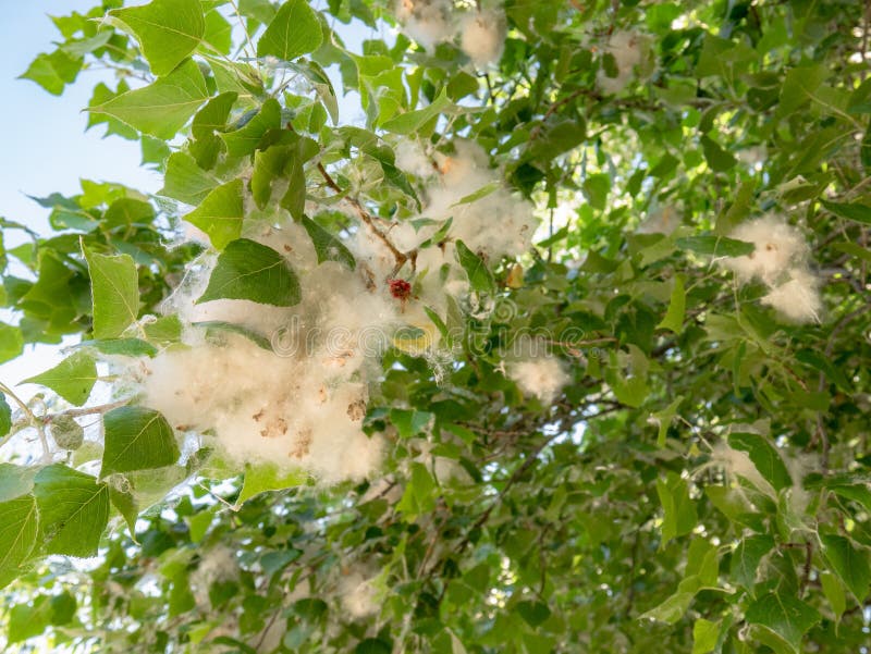 Poplar Fluff White Cotton Stock Photo, Picture and Royalty Free