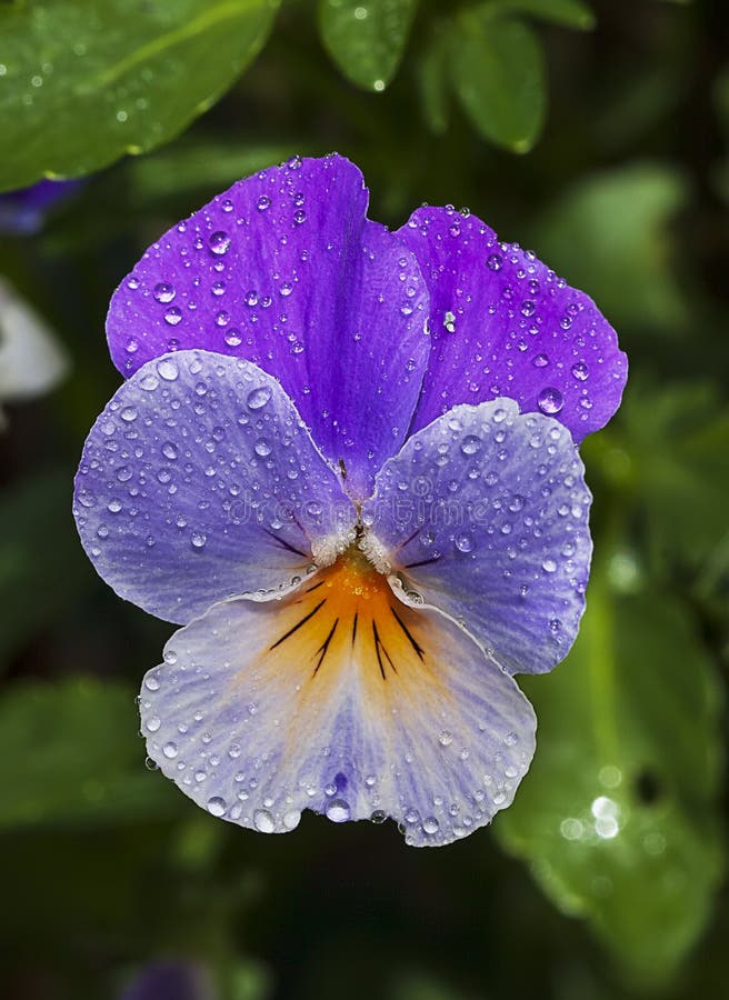 A close up of a wild pansy Viola tricolor covered with morning dew, is a common European wild flower, growing as an annual or short-lived perennial. A close up of a wild pansy Viola tricolor covered with morning dew, is a common European wild flower, growing as an annual or short-lived perennial.
