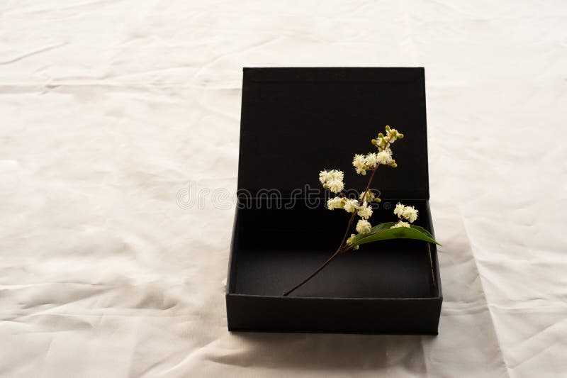 Vild vit blomma med grön ledighet i en lyxlåda i pappersformat på bakgrunden till ljusbeiklädnad arkivbilder Vild vit blomma med grön ledighet i en lyxlåda i pappersformat på bakgrunden till ljusbeiklädnad arkivbilder