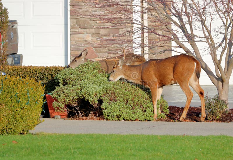 Two deer stand in a city yard grazing on shrubs growing beside the residential home. Two deer stand in a city yard grazing on shrubs growing beside the residential home.