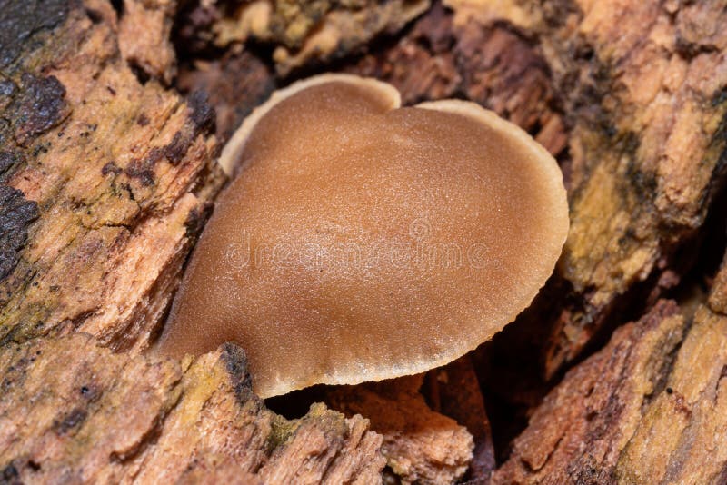 Vilda hjärtformade svampar i skog arkivbilder