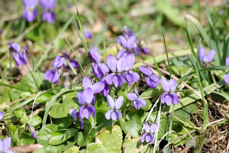 Wild purple violets in nature, close up. No sharpen. Wild purple violets in nature, close up. No sharpen.