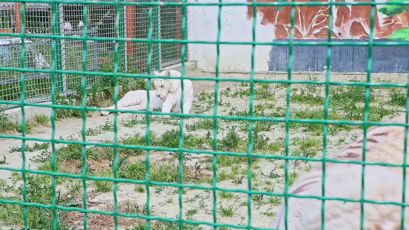 Vilda vita tigger vilar på vit sand med gröngräs