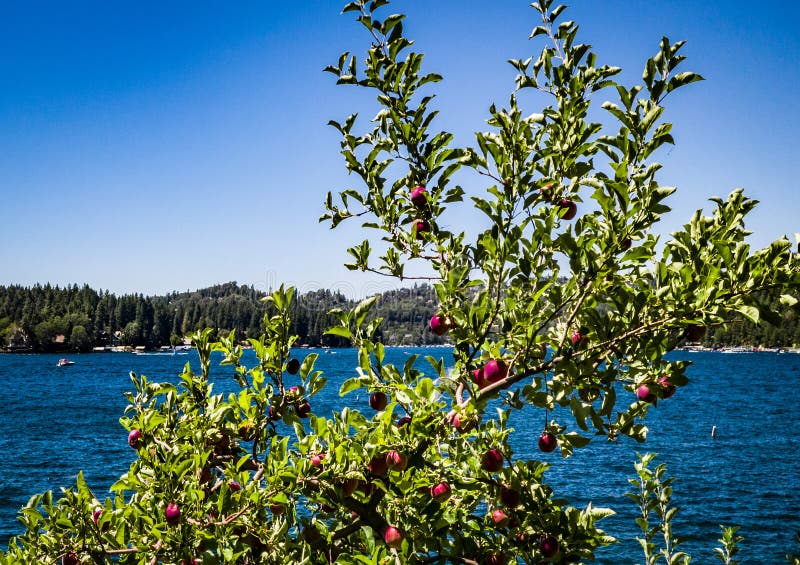 Vilda äppelträd vid den vackra sjön Arrowhead, Kalifornien
