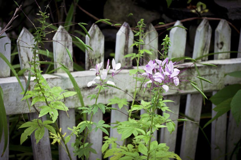VildblommaAlong staket royaltyfria bilder VildblommaAlong staket royaltyfria bilder