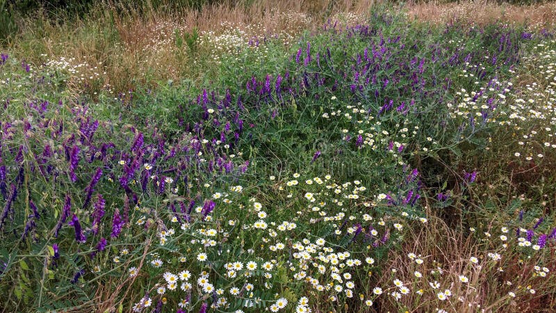 vildblommar arkivbild vildblommar arkivbild