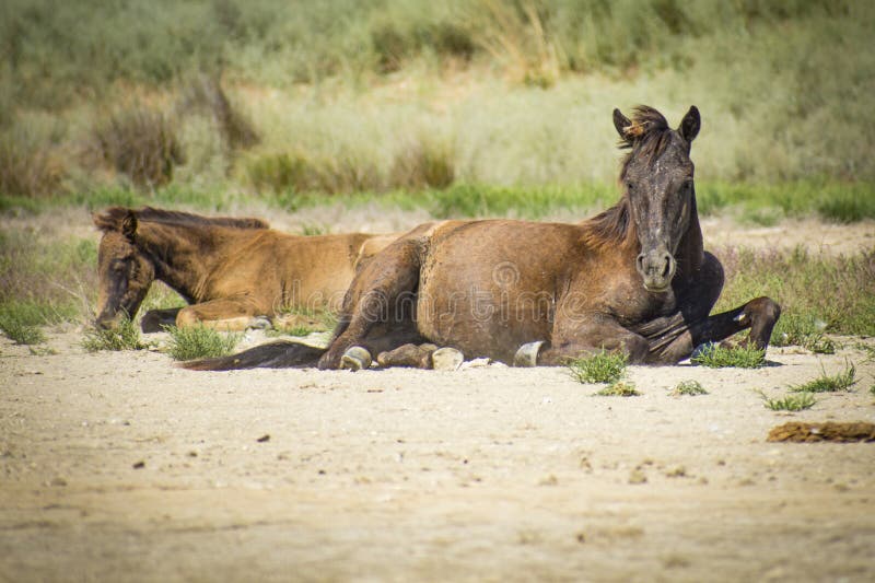 wild horses in the Danube delta 07. wild horses in the Danube delta 07