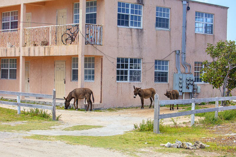 Three wild donkeys roaming around an apartment complex in Grand Turk. Three wild donkeys roaming around an apartment complex in Grand Turk