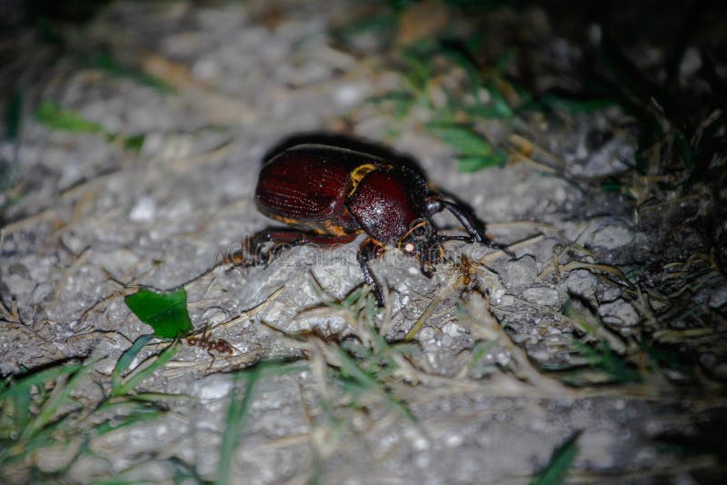 Vildlevande: En Beetle attackeras av myter under natten i norra Jungles i Guatemala