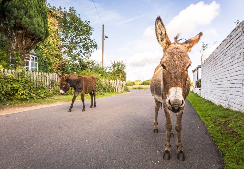 Wild donkeys walking along a road through a village in New Forest, Hampshire, UK. Wild donkeys walking along a road through a village in New Forest, Hampshire, UK