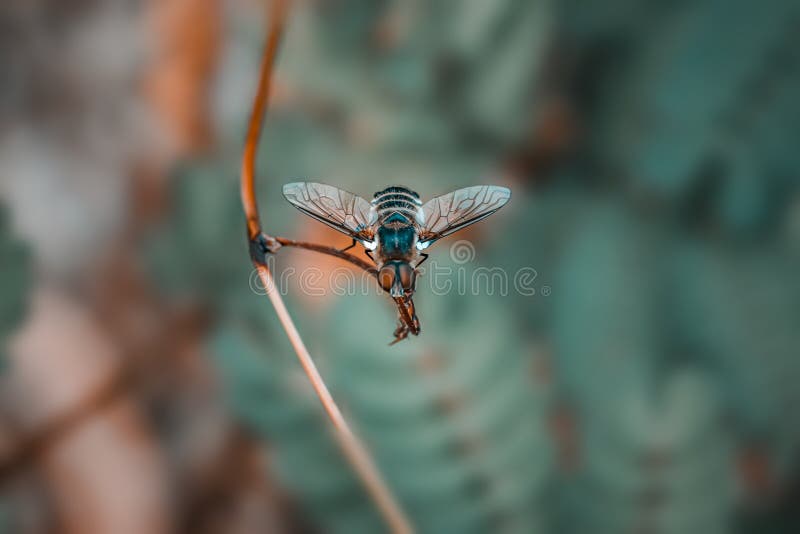 Villa cingulata ist eine Flugart, die zur Gattung Villa und zur Familie Bombyliidae gehört Diese Fliege ist auch Teil der Bestell stockfotos Villa cingulata ist eine Flugart, die zur Gattung Villa und zur Familie Bombyliidae gehört Diese Fliege ist auch Teil der Bestell stockfotos