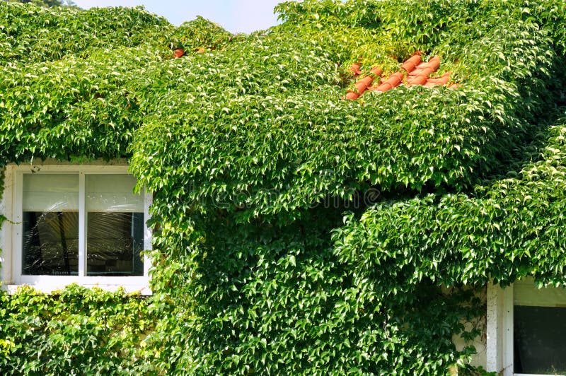 Villa covered by green plant