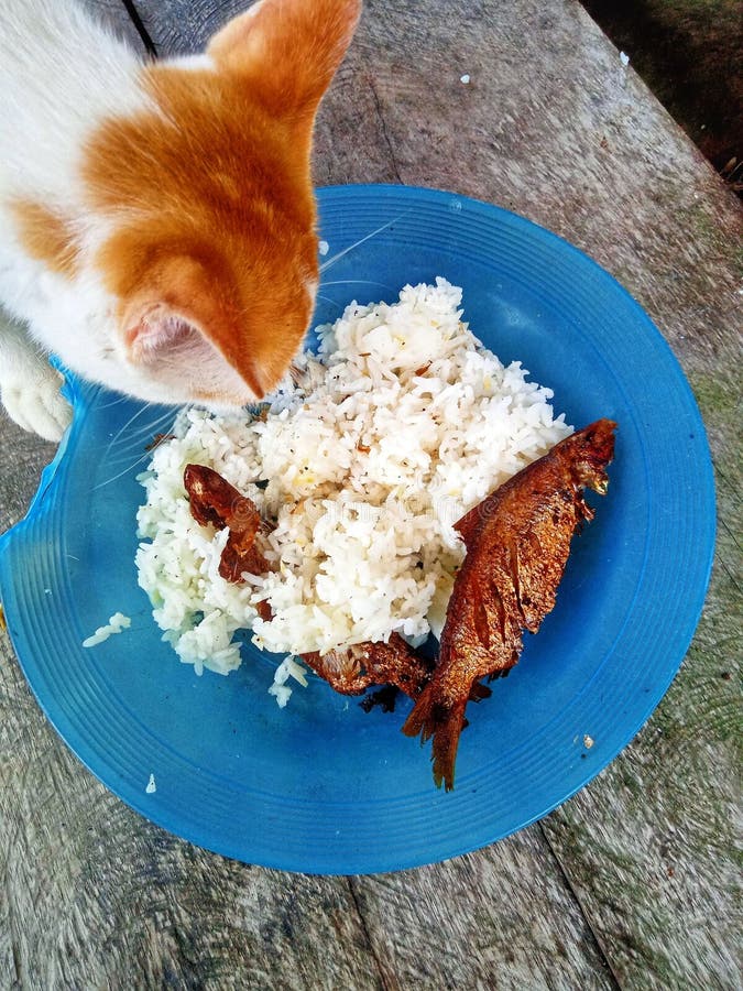 Village Cat Lunch with Rice and Fried Fish Stock Photo - Image of fried