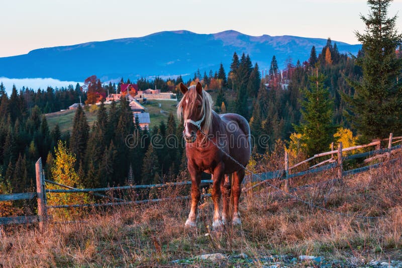 Village de cheval et de montagne carpathienne d'automne de début de la matinée, Ukra photographie stock Village de cheval et de montagne carpathienne d'automne de début de la matinée, Ukra photographie stock
