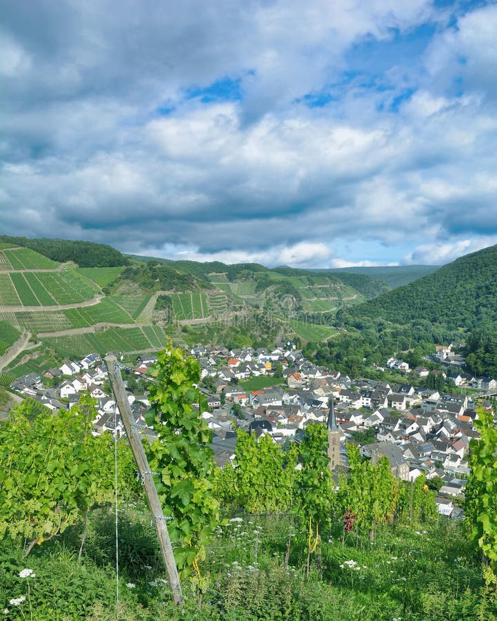 Vineyard Near Ahrweiler, Ahr River Valley, Rhineland 