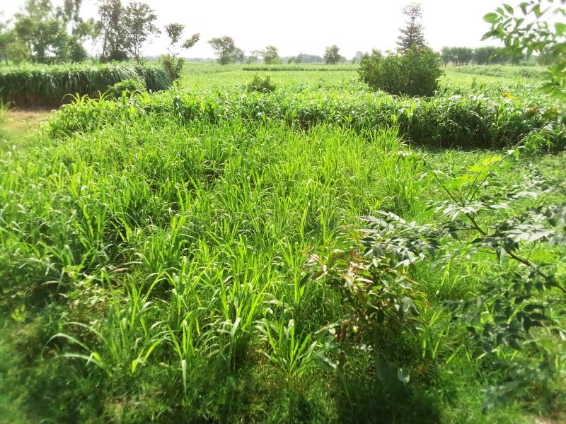 Village Grass Seed Mukrian Gujrat Pakistan Stock Photo Image of seed