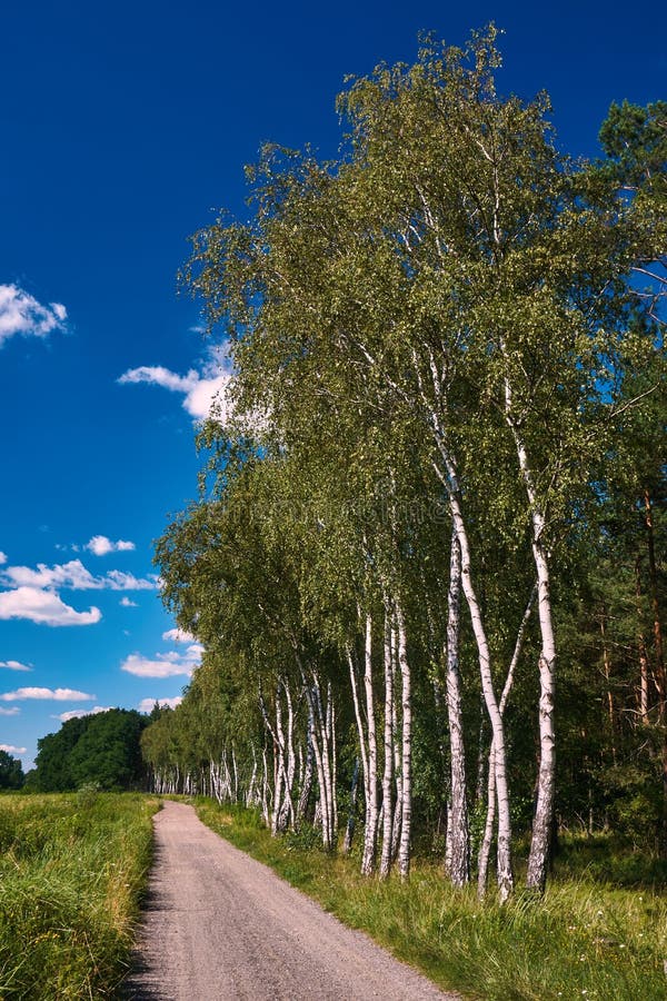 Village landscape with a country road and white birches