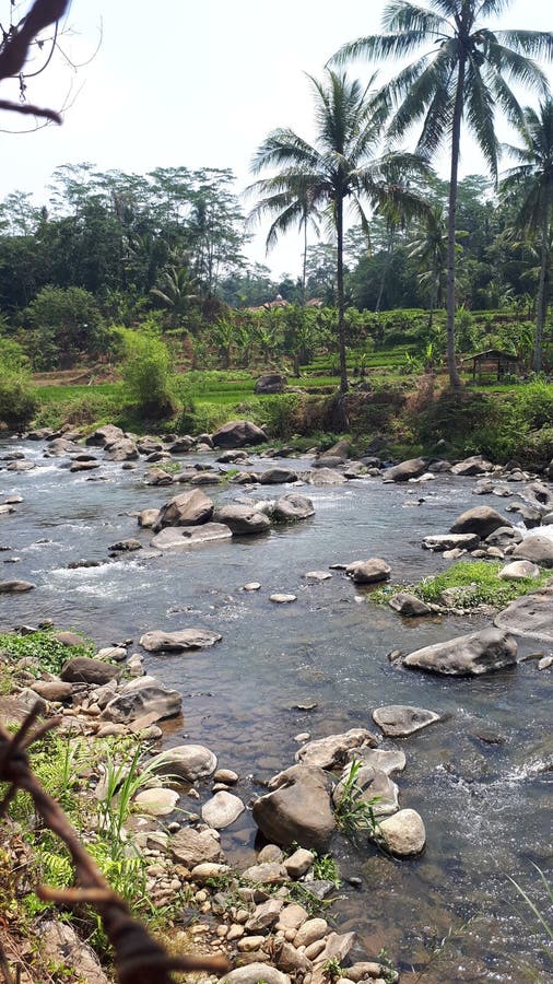 Village Riverside with Green Plantation Stock Photo Image of branch