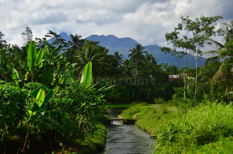 Green forest scenery with mountains in the background in Tasikmalaya Regency. Photo taken on February 28, 2022.