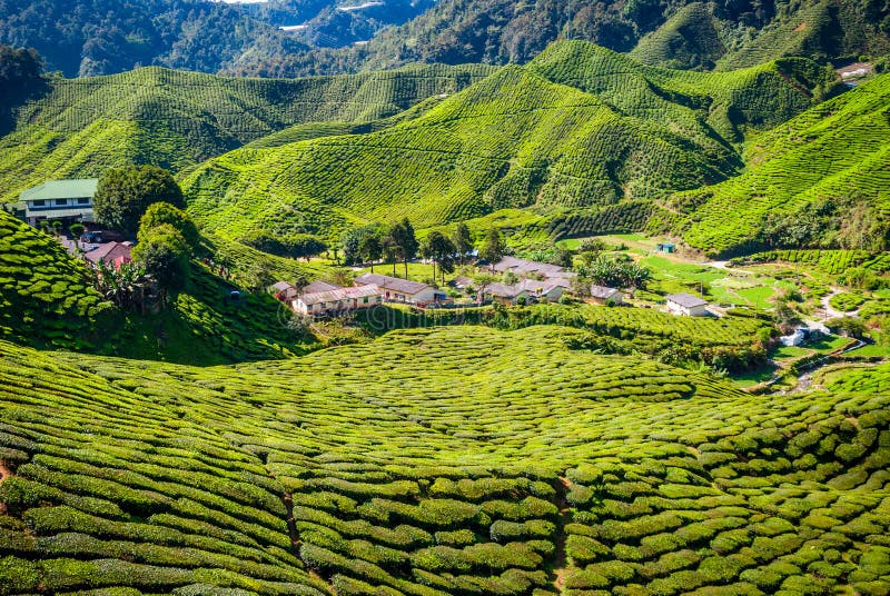 Village between Tea Plantations, Cameron Highlands Stock Photo Image