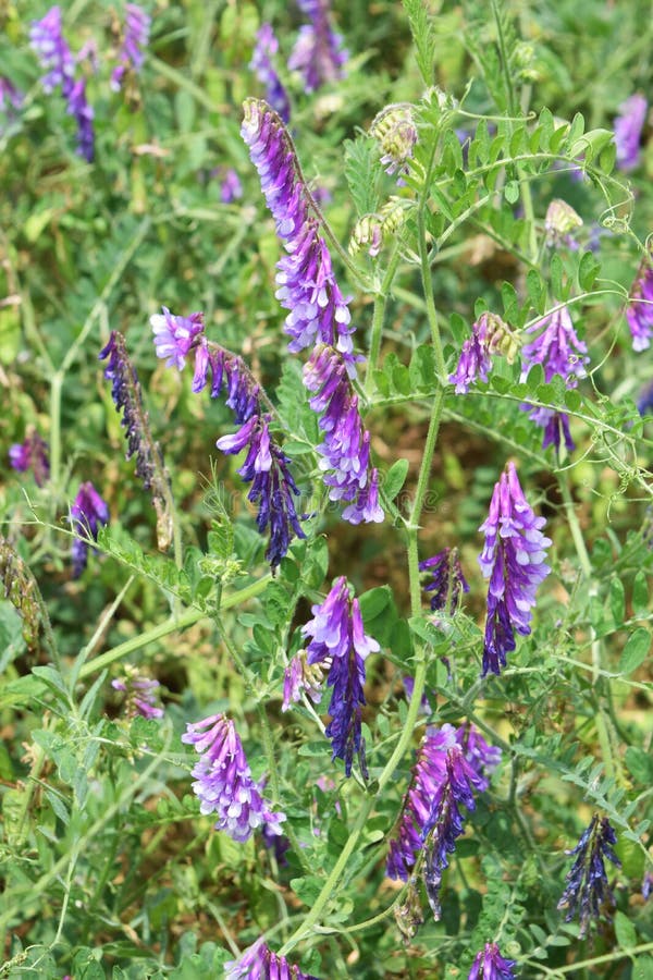 Villosa τριχωτού βίκου/Vicia στοκ φωτογραφία με δικαίωμα ελεύθερης χρήσης Villosa τριχωτού βίκου/Vicia στοκ φωτογραφία με δικαίωμα ελεύθερης χρήσης