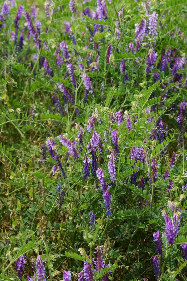 Villosa τριχωτού βίκου/Vicia στοκ φωτογραφία με δικαίωμα ελεύθερης χρήσης Villosa τριχωτού βίκου/Vicia στοκ φωτογραφία με δικαίωμα ελεύθερης χρήσης