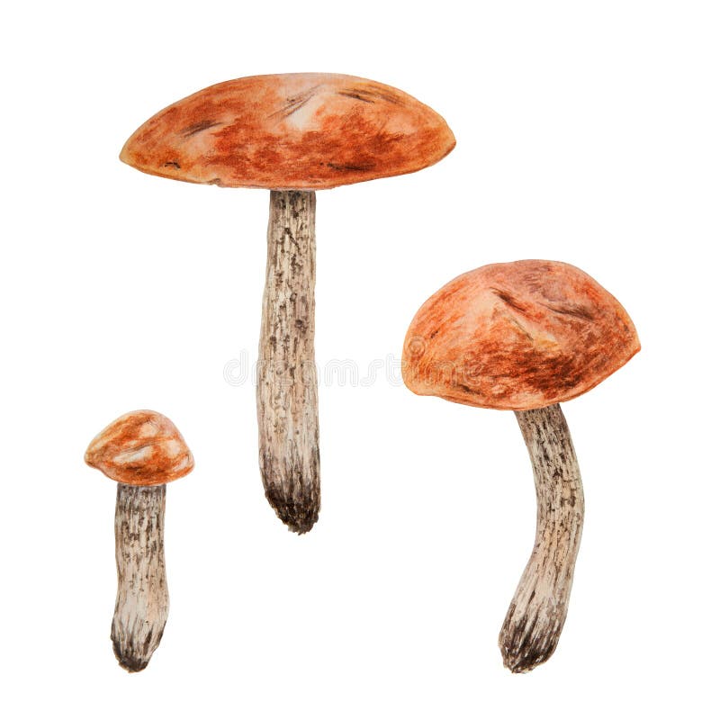 Wild edible mushroom with red cap. Watercolor hand drawn botanical realistic illustration. Forest boletus clip art. Isolated painting for fabric, postcards, invitations, menus, prints, packing paper. Wild edible mushroom with red cap. Watercolor hand drawn botanical realistic illustration. Forest boletus clip art. Isolated painting for fabric, postcards, invitations, menus, prints, packing paper.