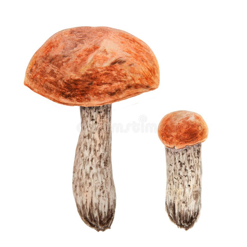 Wild edible mushroom with red cap. Watercolor hand drawn botanical realistic illustration. Forest boletus clip art. Isolated painting for fabric, postcards, invitations, menus, prints, packing paper. Wild edible mushroom with red cap. Watercolor hand drawn botanical realistic illustration. Forest boletus clip art. Isolated painting for fabric, postcards, invitations, menus, prints, packing paper.