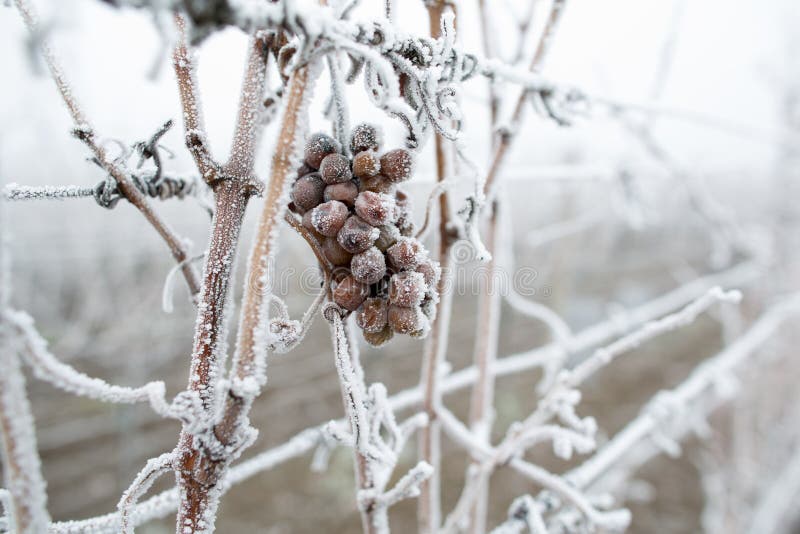 Vin de glace Raisins de vin rouge pour le vin de glace en état et neige d'hiver Raisins congelés couverts par la glace blanche de photos libres de droits Vin de glace Raisins de vin rouge pour le vin de glace en état et neige d'hiver Raisins congelés couverts par la glace blanche de photos libres de droits