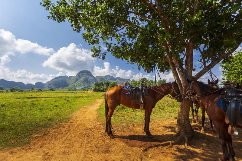 Vinales park narodowy, UNESCO, pinar del rio prowincja zdjęcia stock Vinales park narodowy, UNESCO, pinar del rio prowincja zdjęcia stock