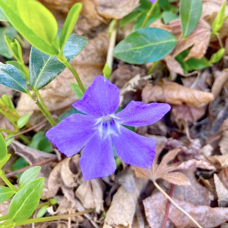 Vinca Blå Lila Vintergröna Blomma fotografering för bildbyråer