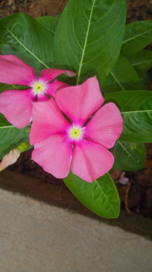 Vinca with the Center of the Flower in Yellow Stock Image - Image of  laughing, fights: 163866131