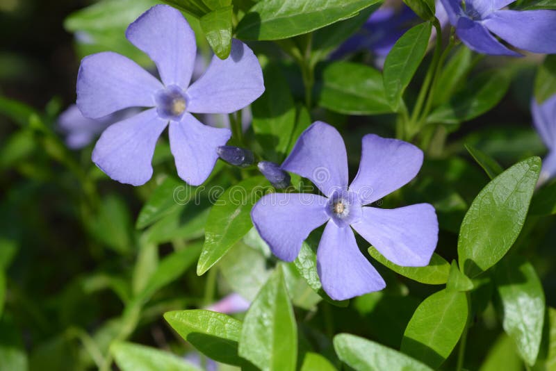Vinca comune fotografia stock
