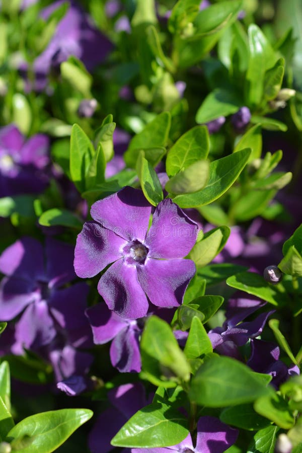Vinca comune immagine stock libera da diritti