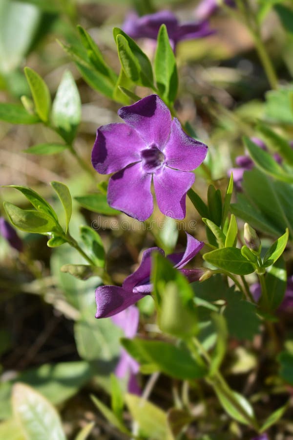 Vinca comune immagine stock libera da diritti