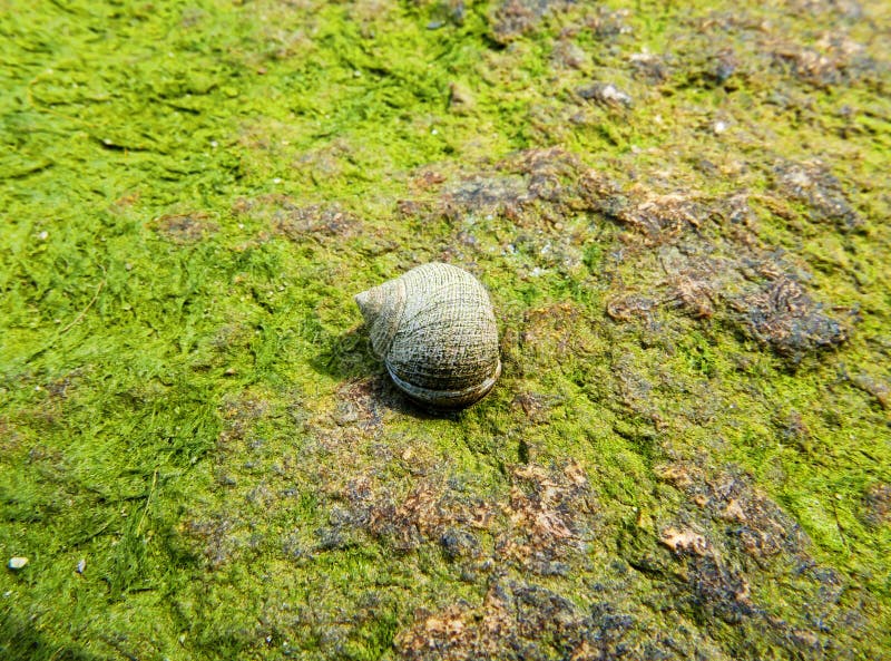 Vinca comune su roccia coperta alghe fotografie stock libere da diritti