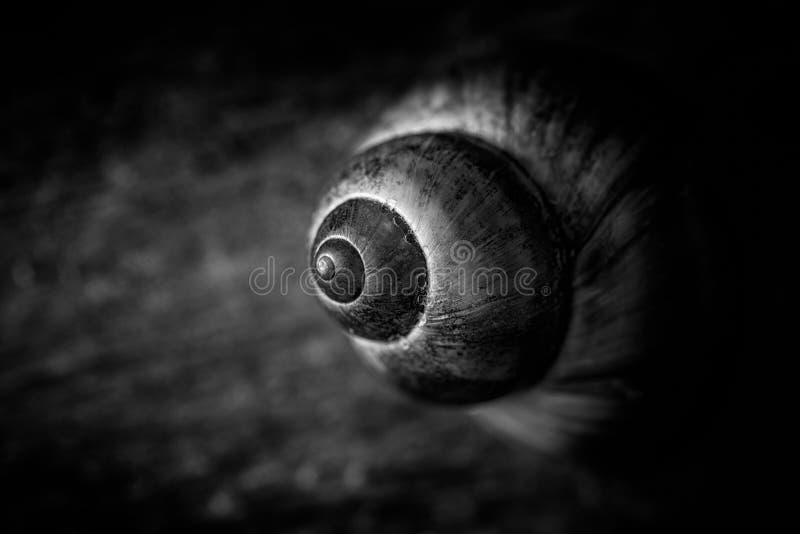 Vinca comune su un fondo di legno fotografie stock