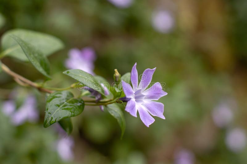 Vinca difformis eller mellanblomma från periwinkle arkivbilder