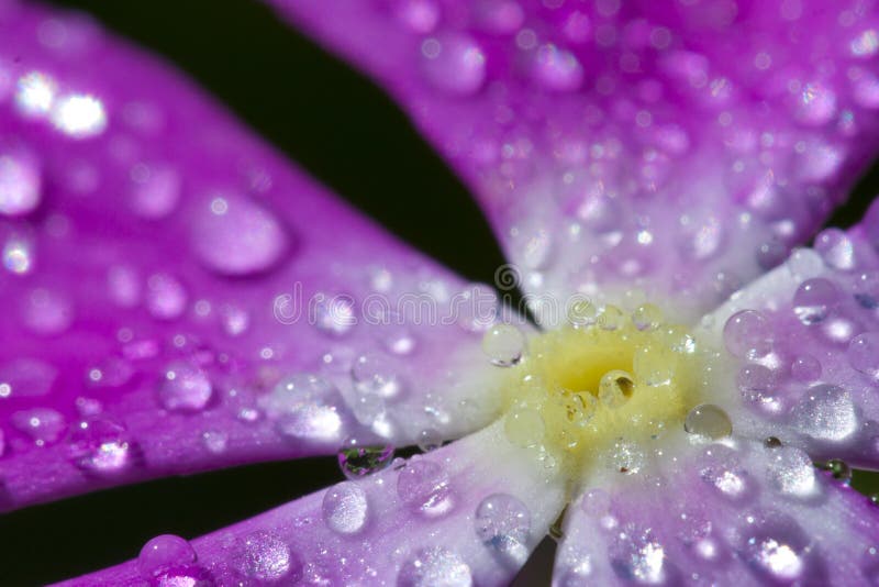 Purple vinca with drops of dew.