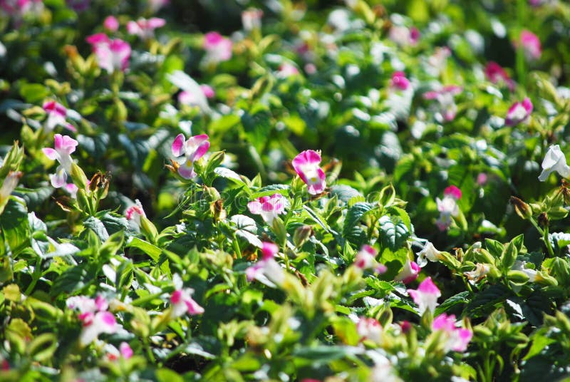 Vinca flower stock image. Image of cleome, beautiful 35587971